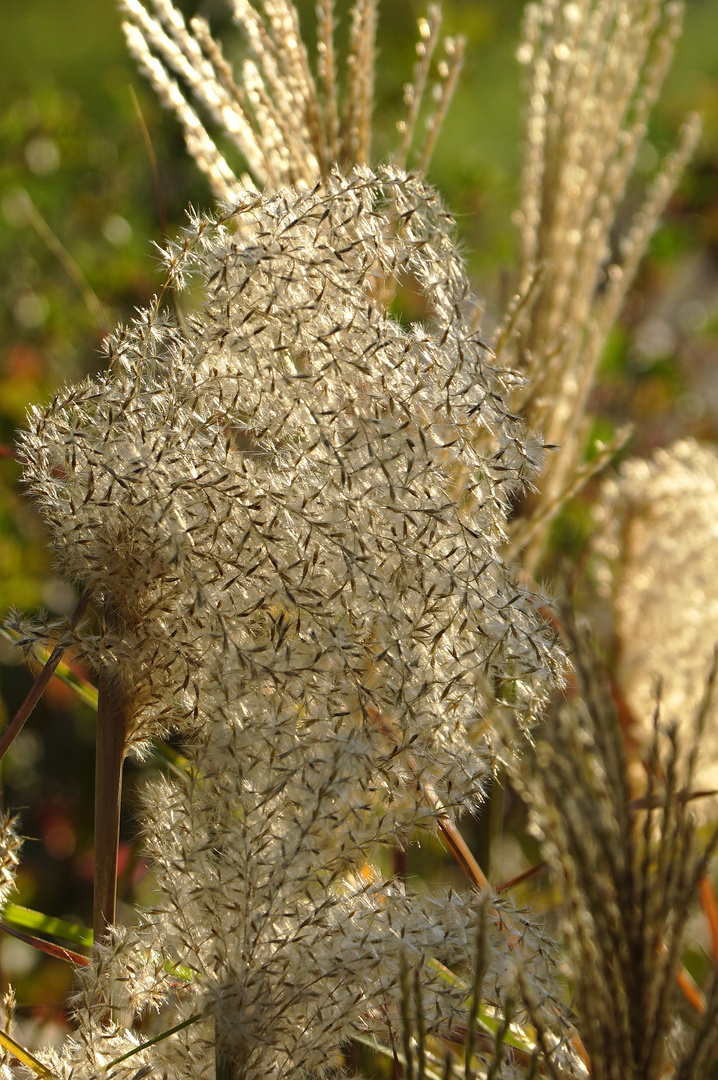 Flugsamen