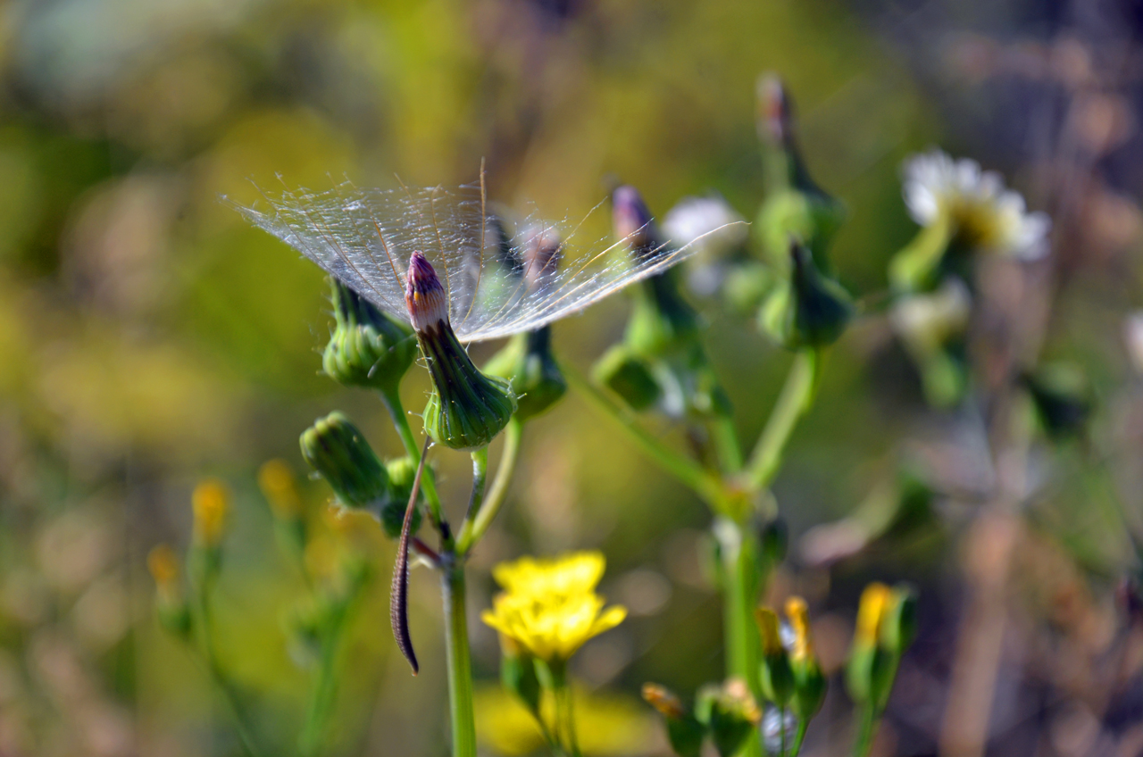 Flugsamen