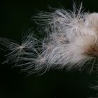 Flugsamen der Mariendistel