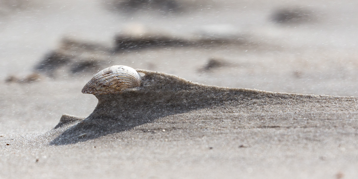 Flugsand an Muschel