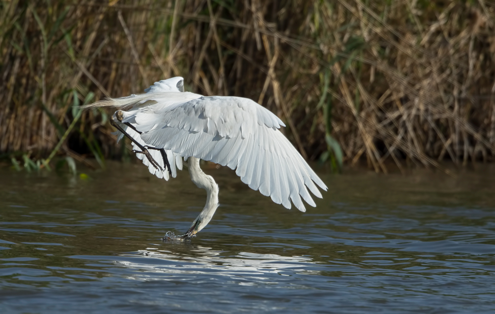 Flugsaurier