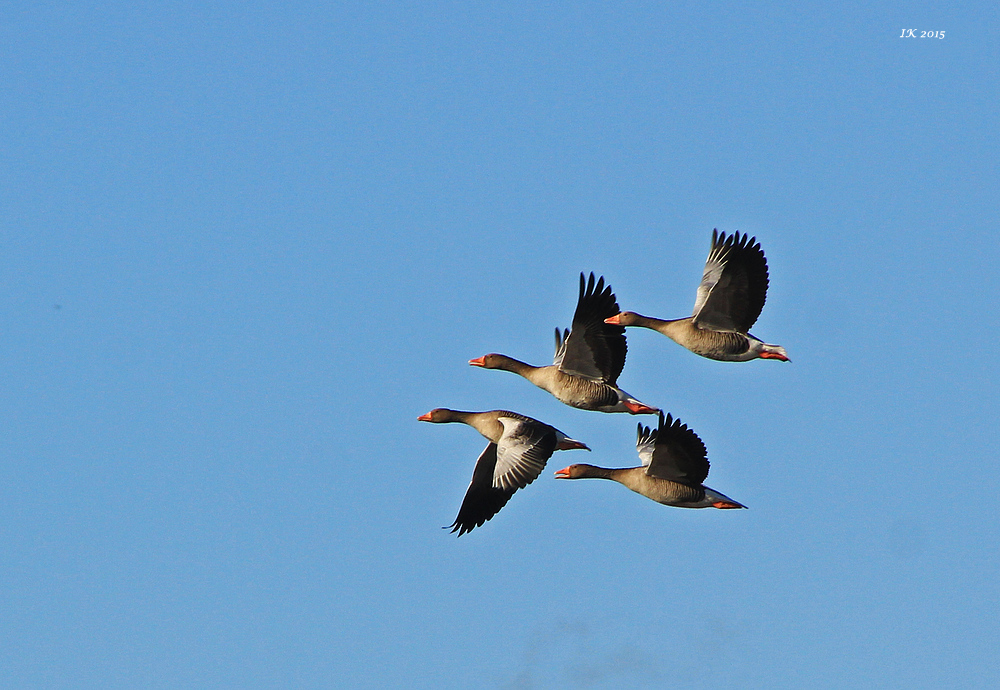 Flugschau