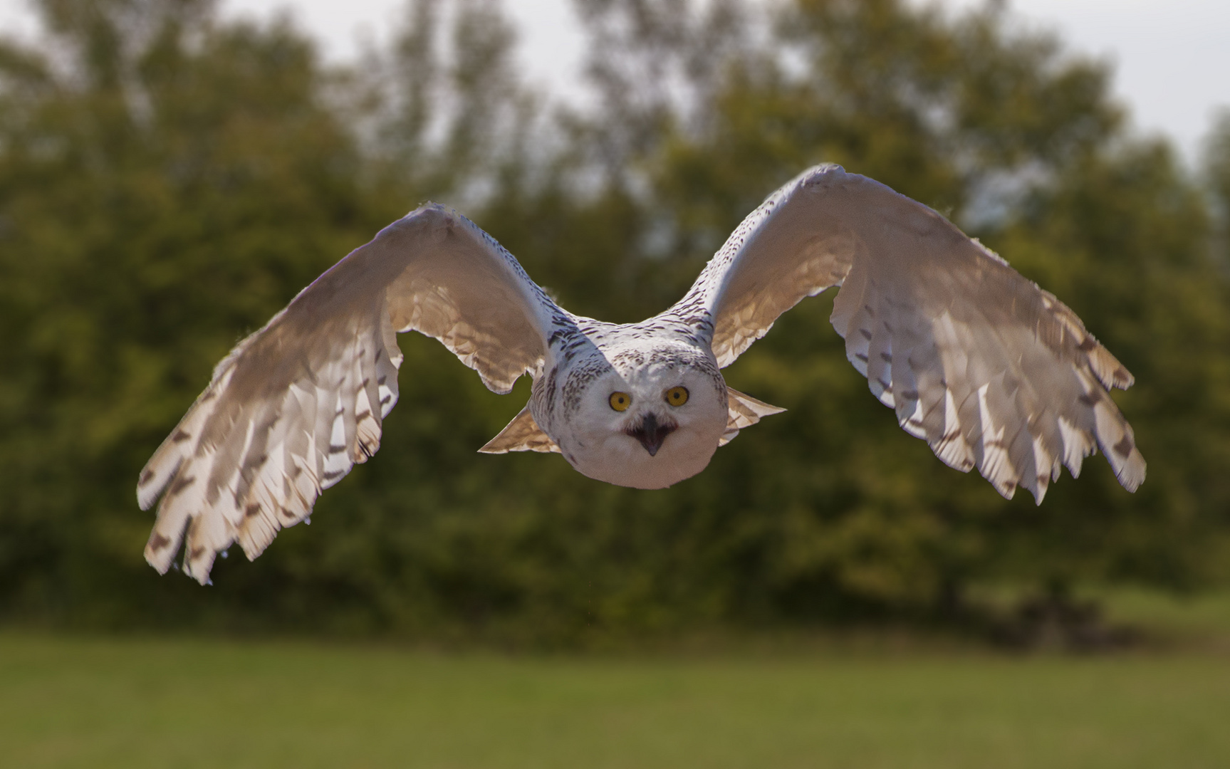 Flugschau!