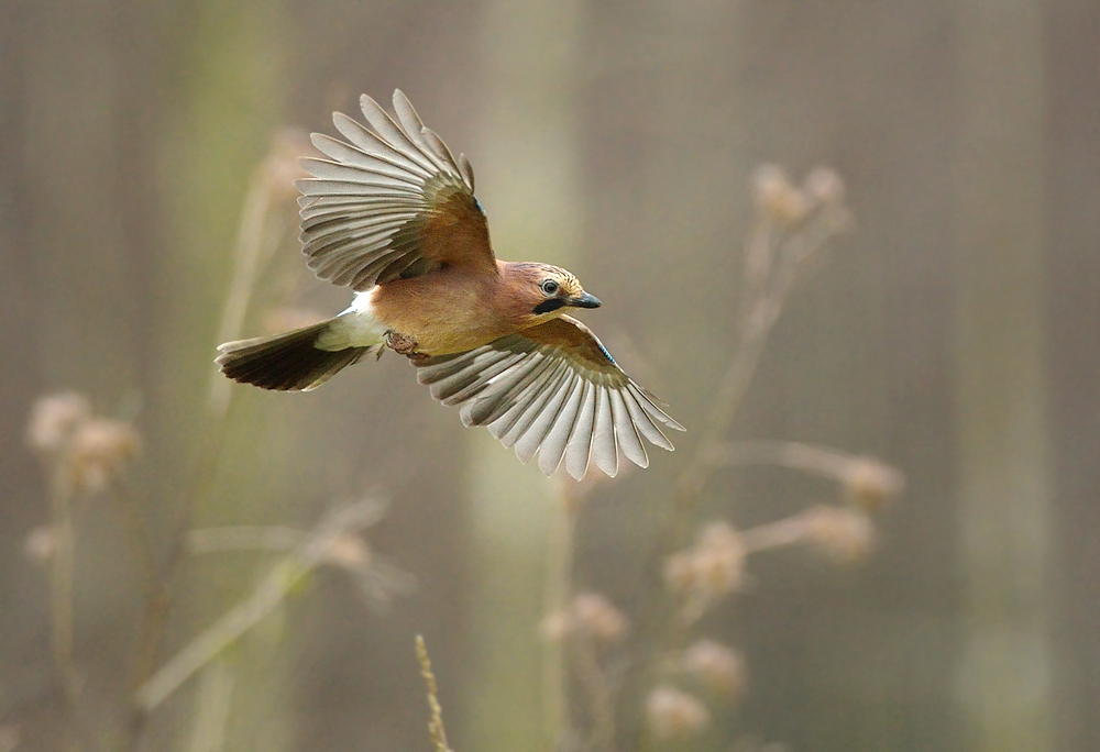 Flugschau