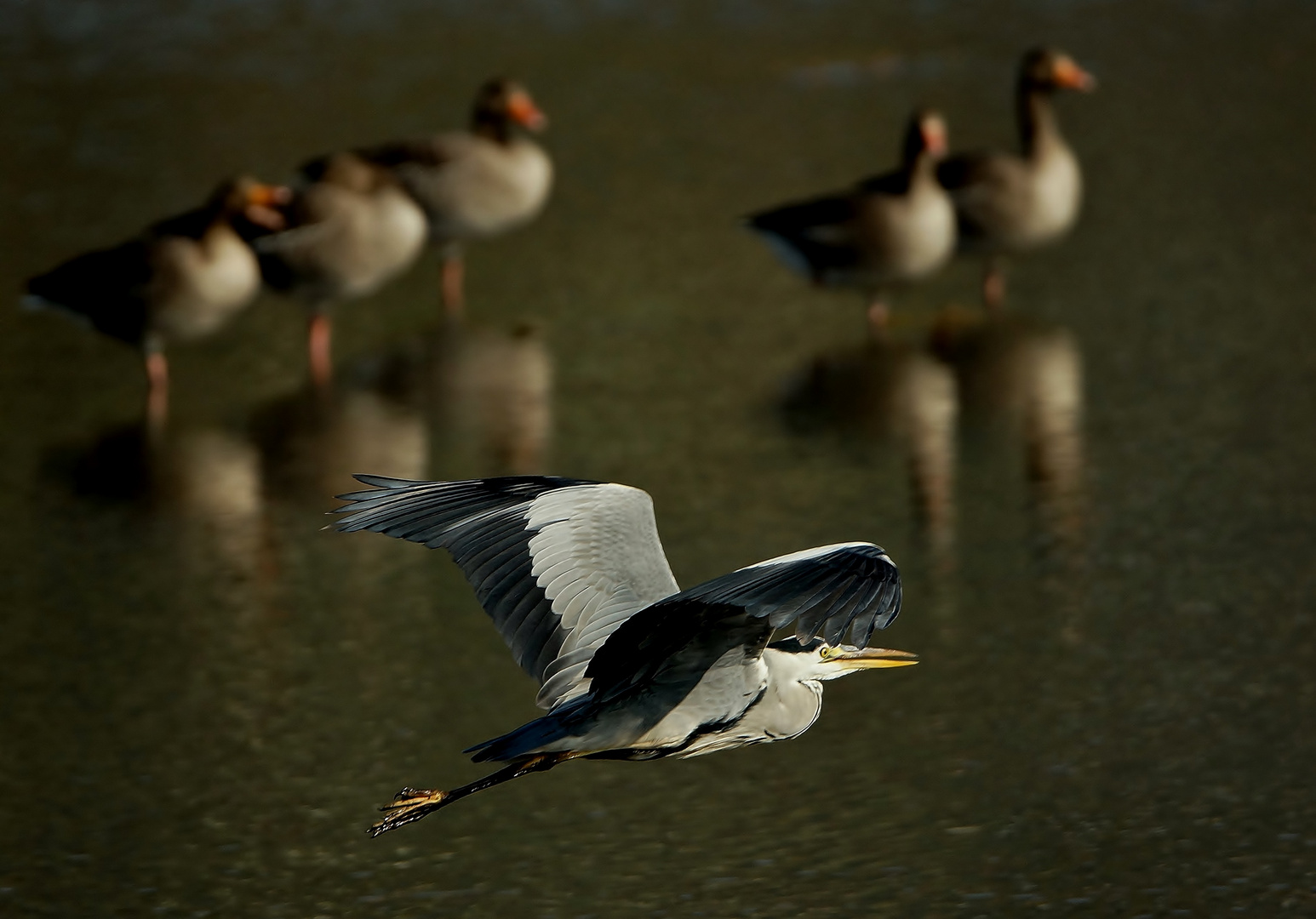 Flugschau !