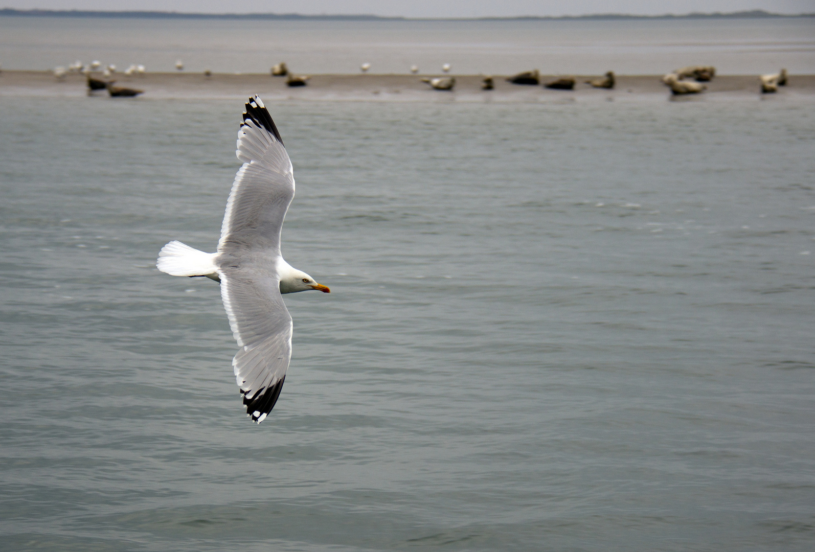 Flugschau