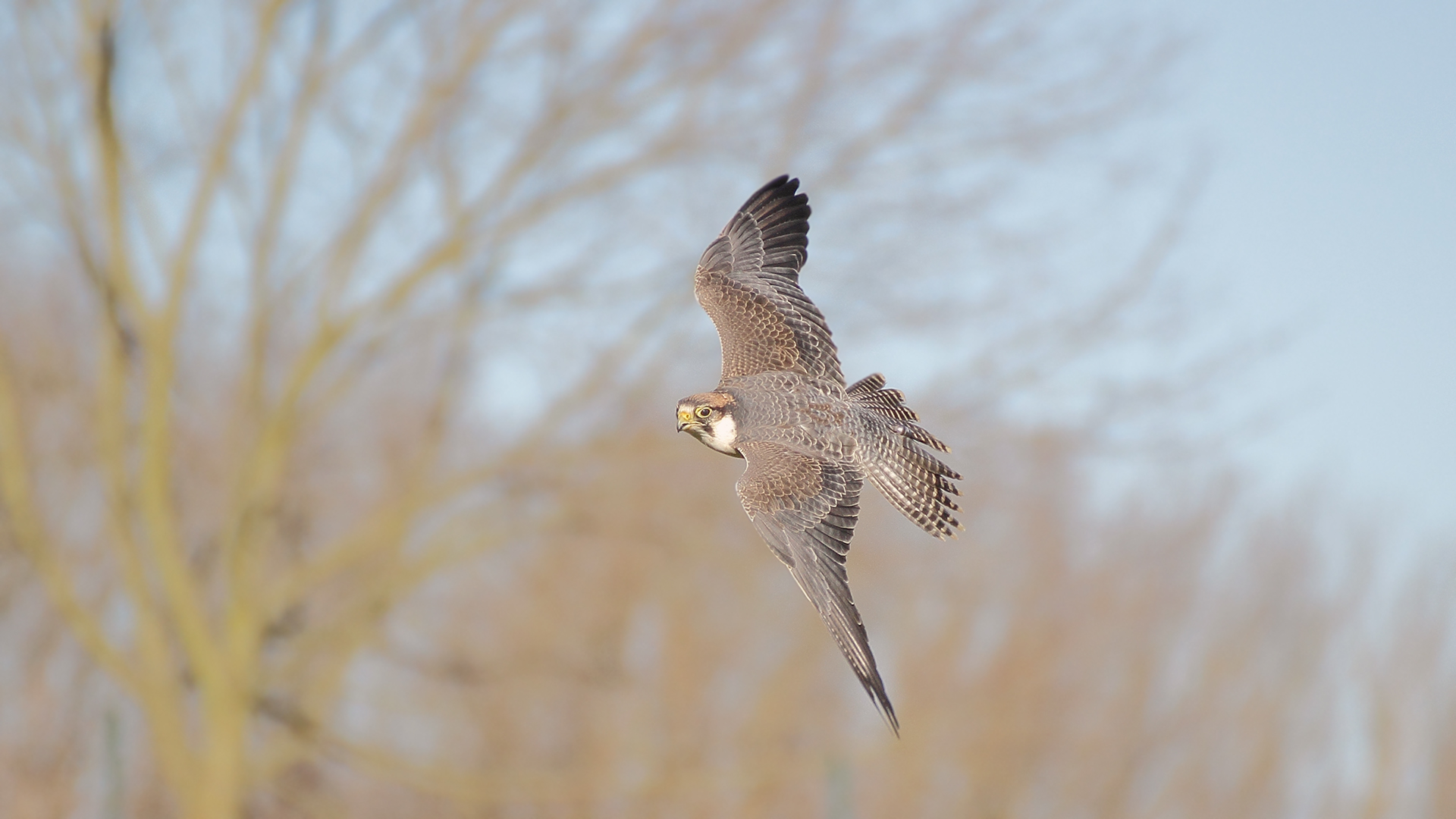 Flugschau 