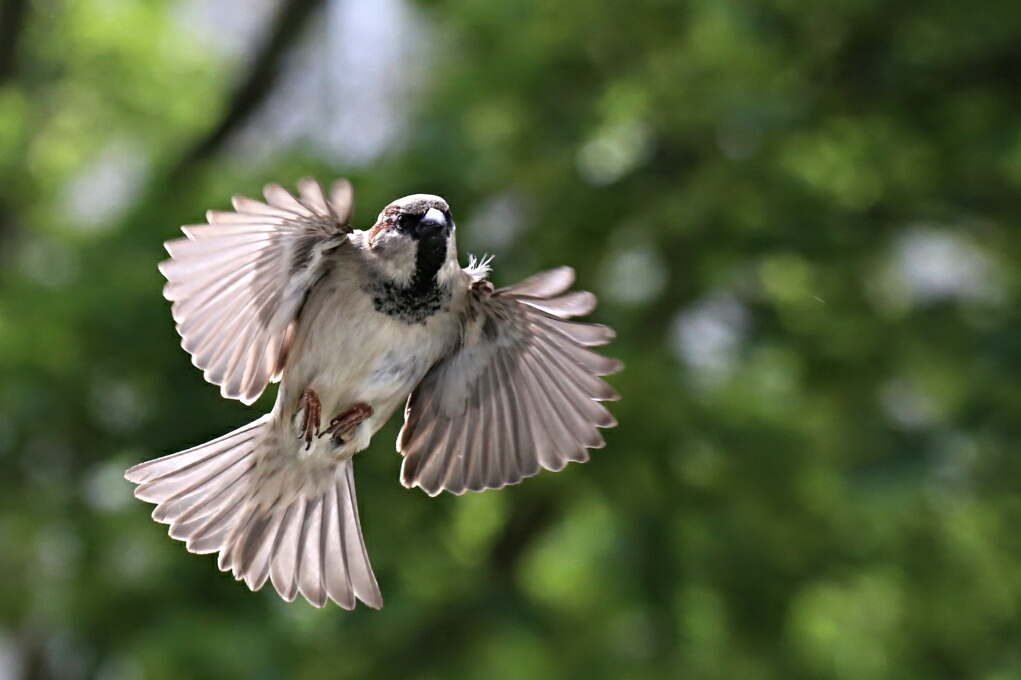 Flugschau