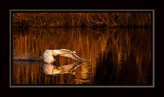 Flugschau am Abend