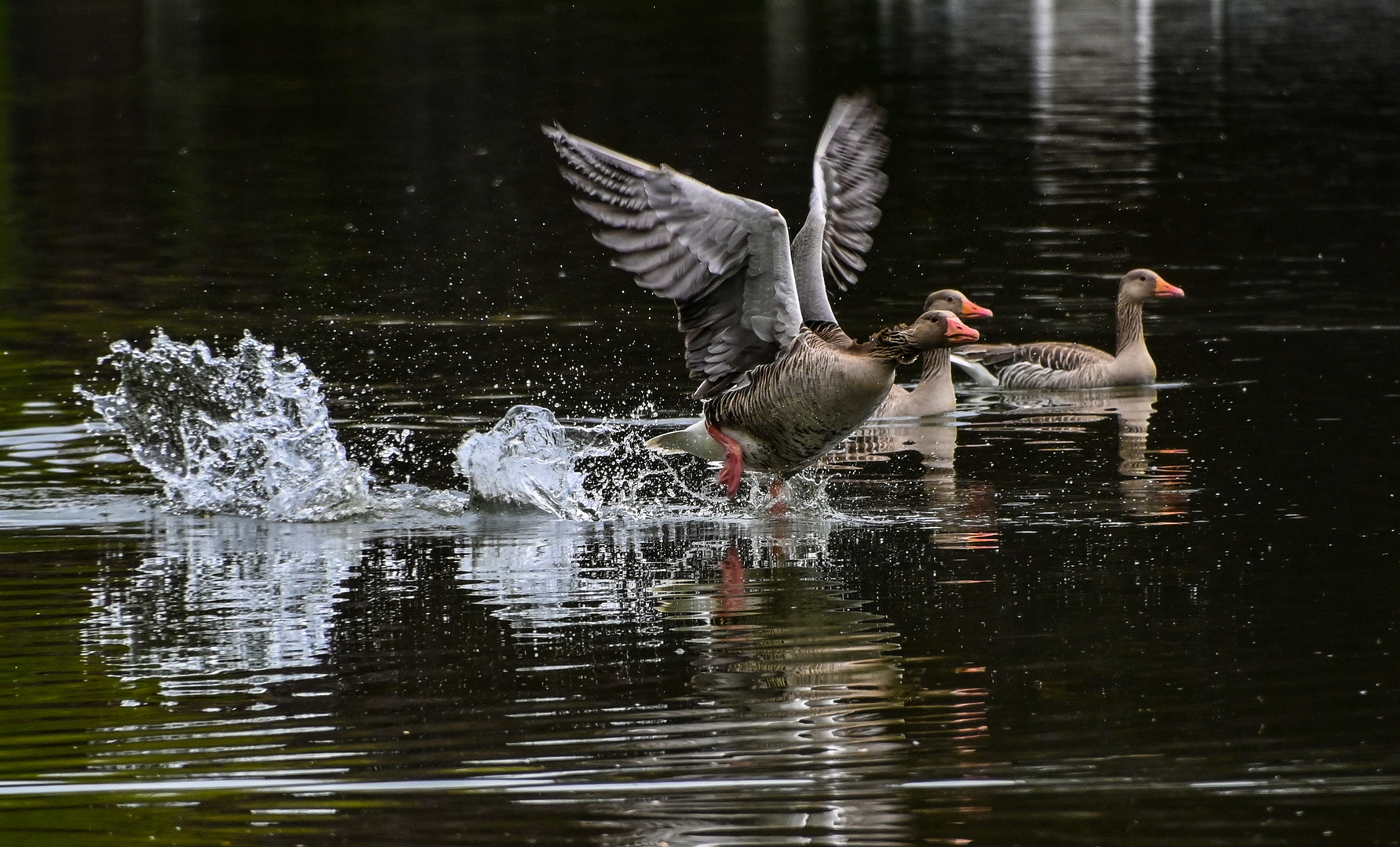 Flugschau