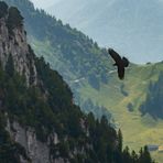 Flugschau
