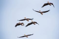 Flugschau der Pelikane