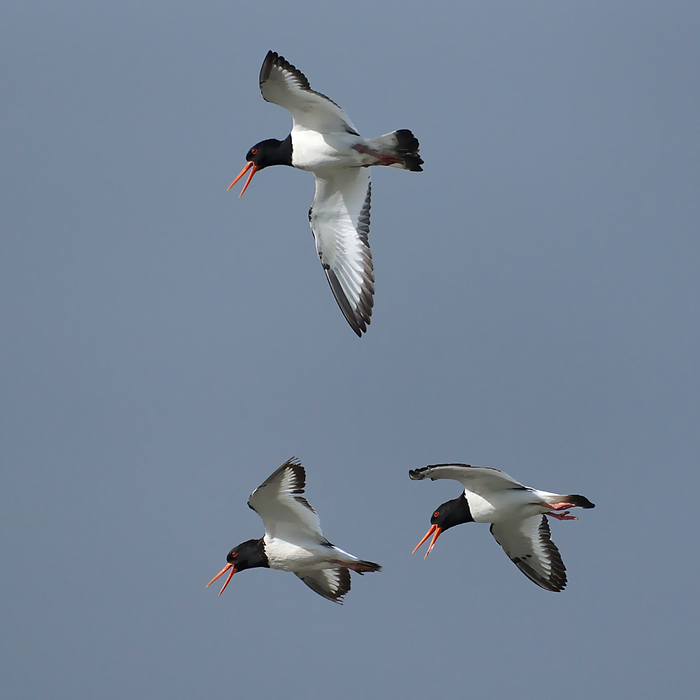 Flugschau die Zweite