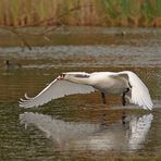 Flugschau eines Höckerschwans