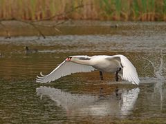 Flugschau eines Höckerschwans