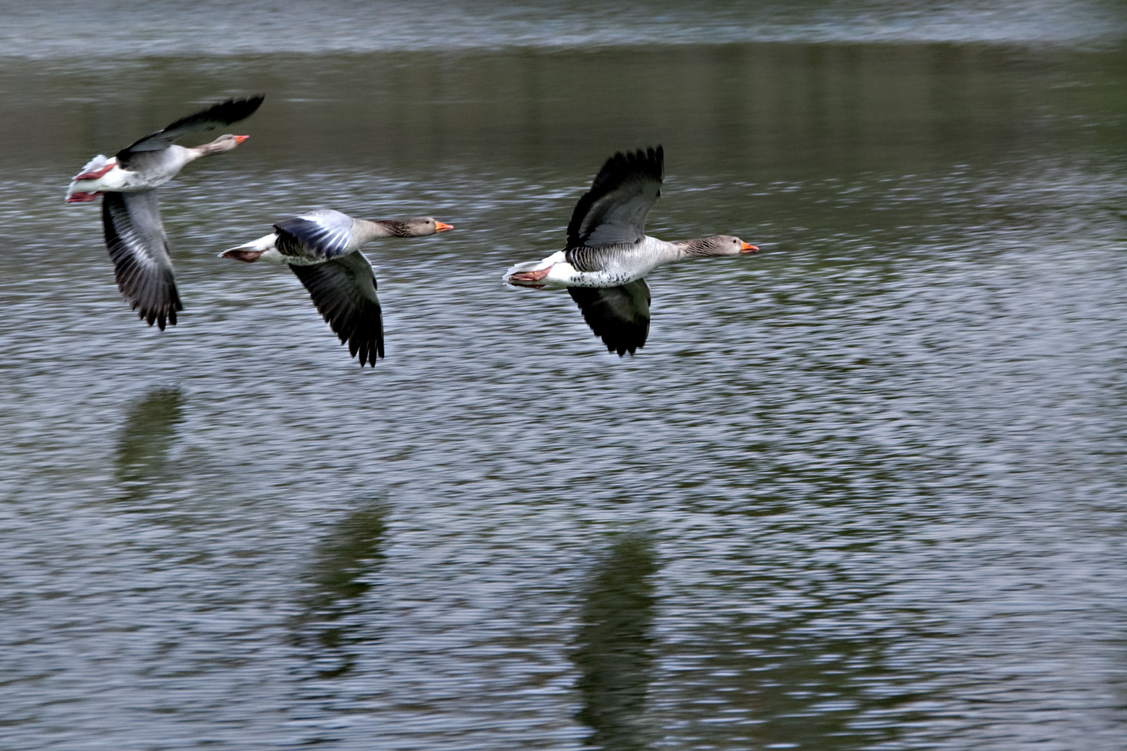 Flugschau