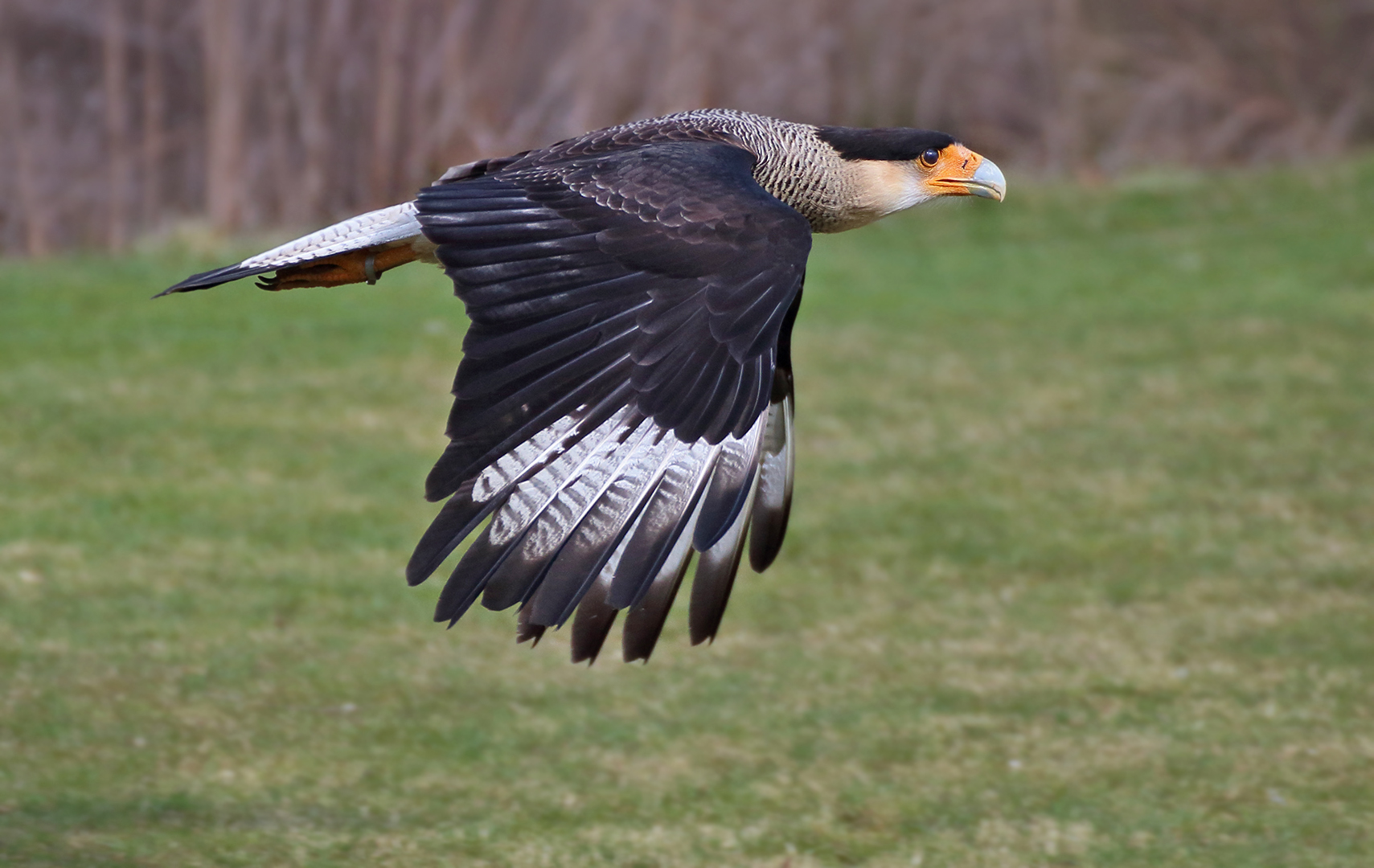 Flugschau