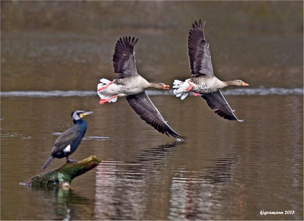 flugschau: formationsflug.......