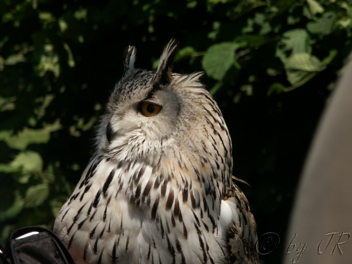 Flugschau Freisen