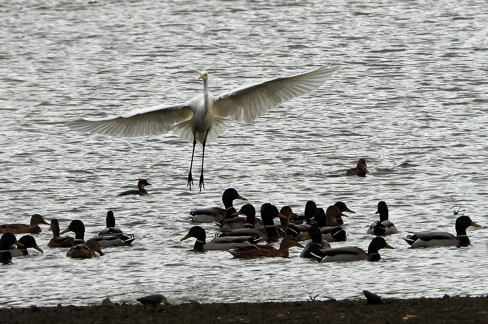 Flugschau für die Enten