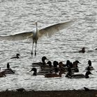 Flugschau für die Enten