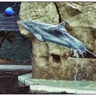 Flugschau im Delfinarium