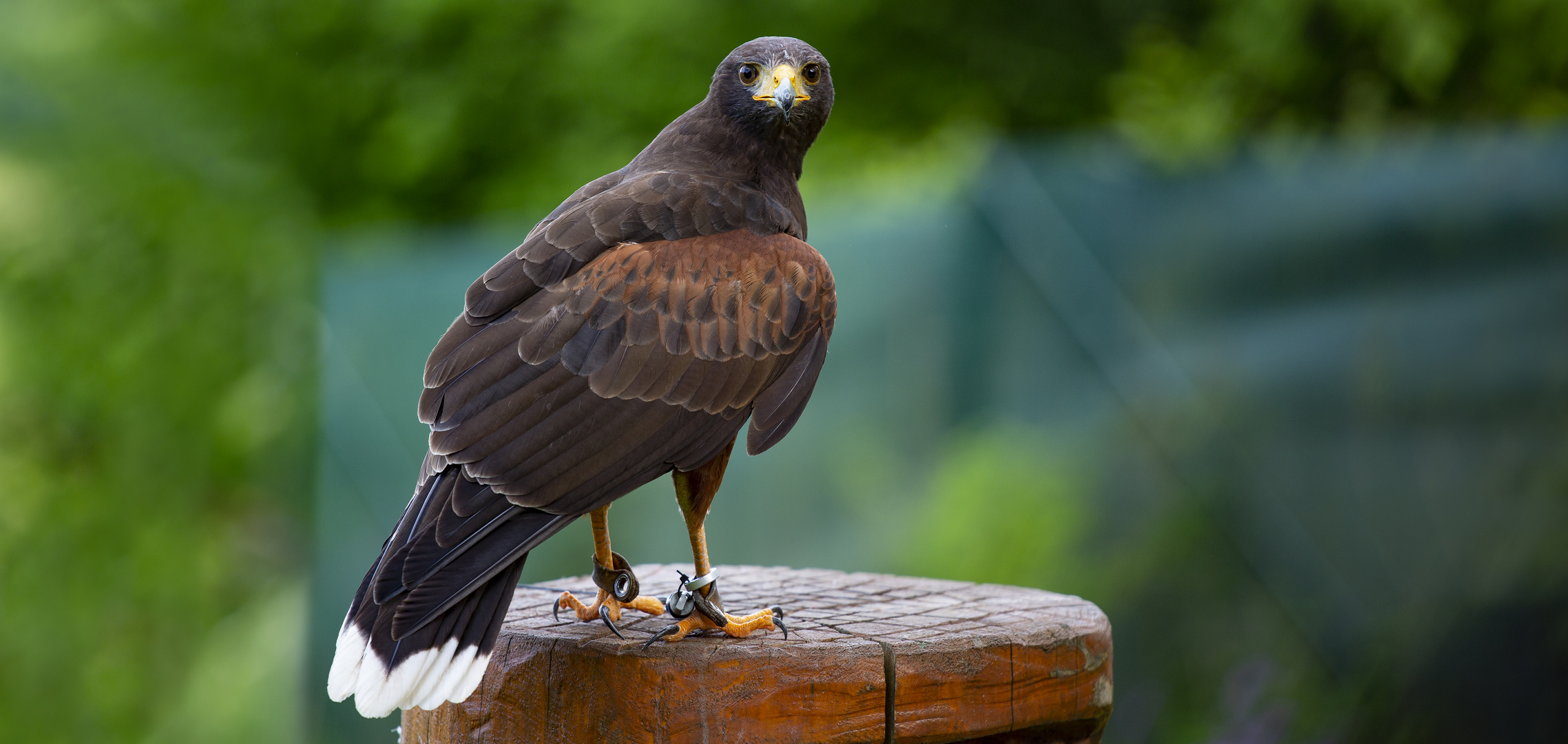 Flugschau in Lorch