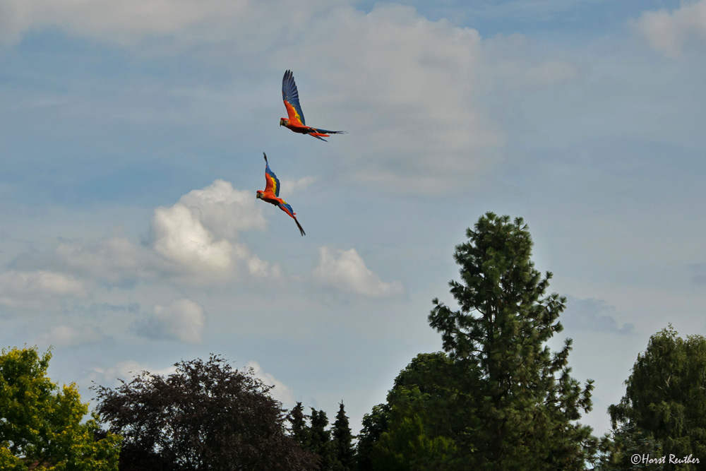 Flugschau in Walsrode