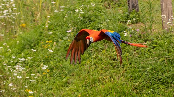 Flugschau mit Papagei
