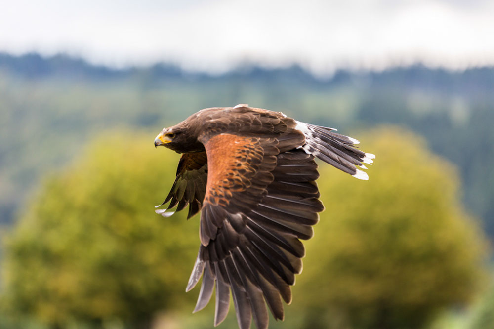 Flugschau V (gestartet)