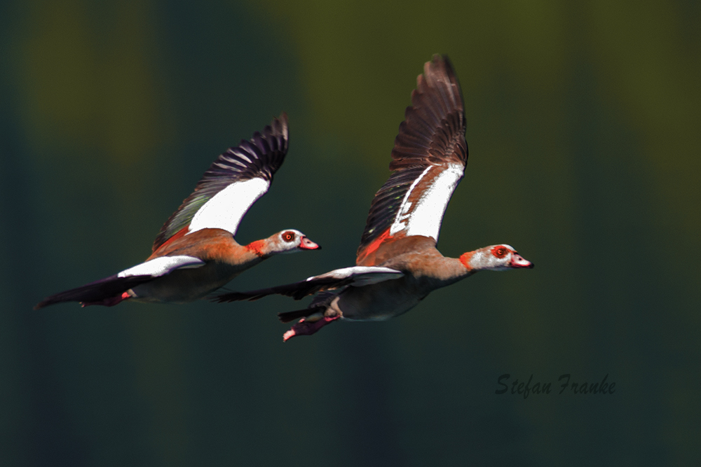 Flugschneise über dem See