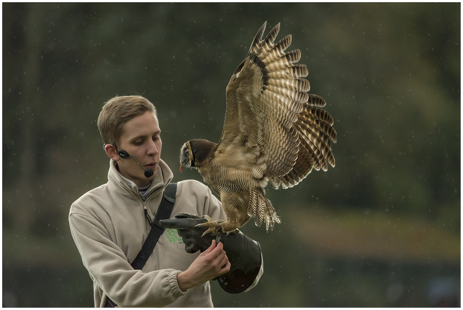 Flugschönheit trotz Regenwetter