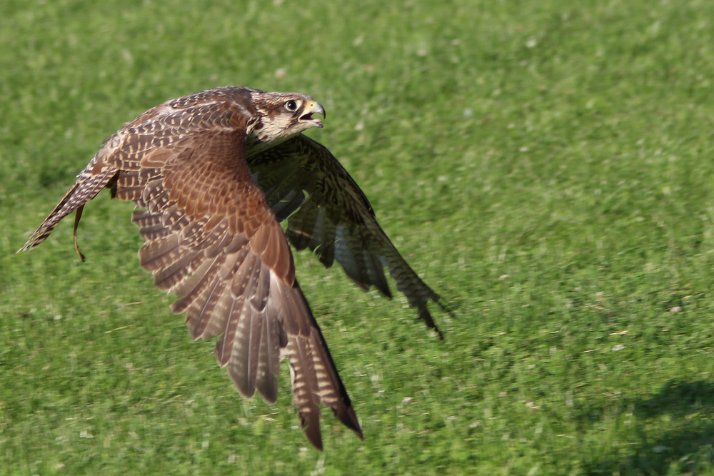 Flugschow im Wildpark Schloss Tambach.