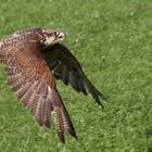 Flugschow im Wildpark Schloss Tambach.