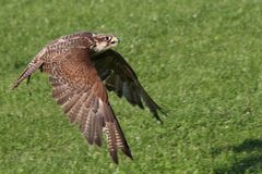 Flugschow im Wildpark Schloss Tambach.