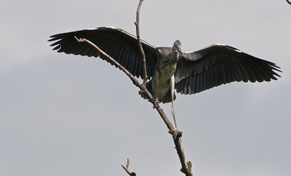 Flugschüler