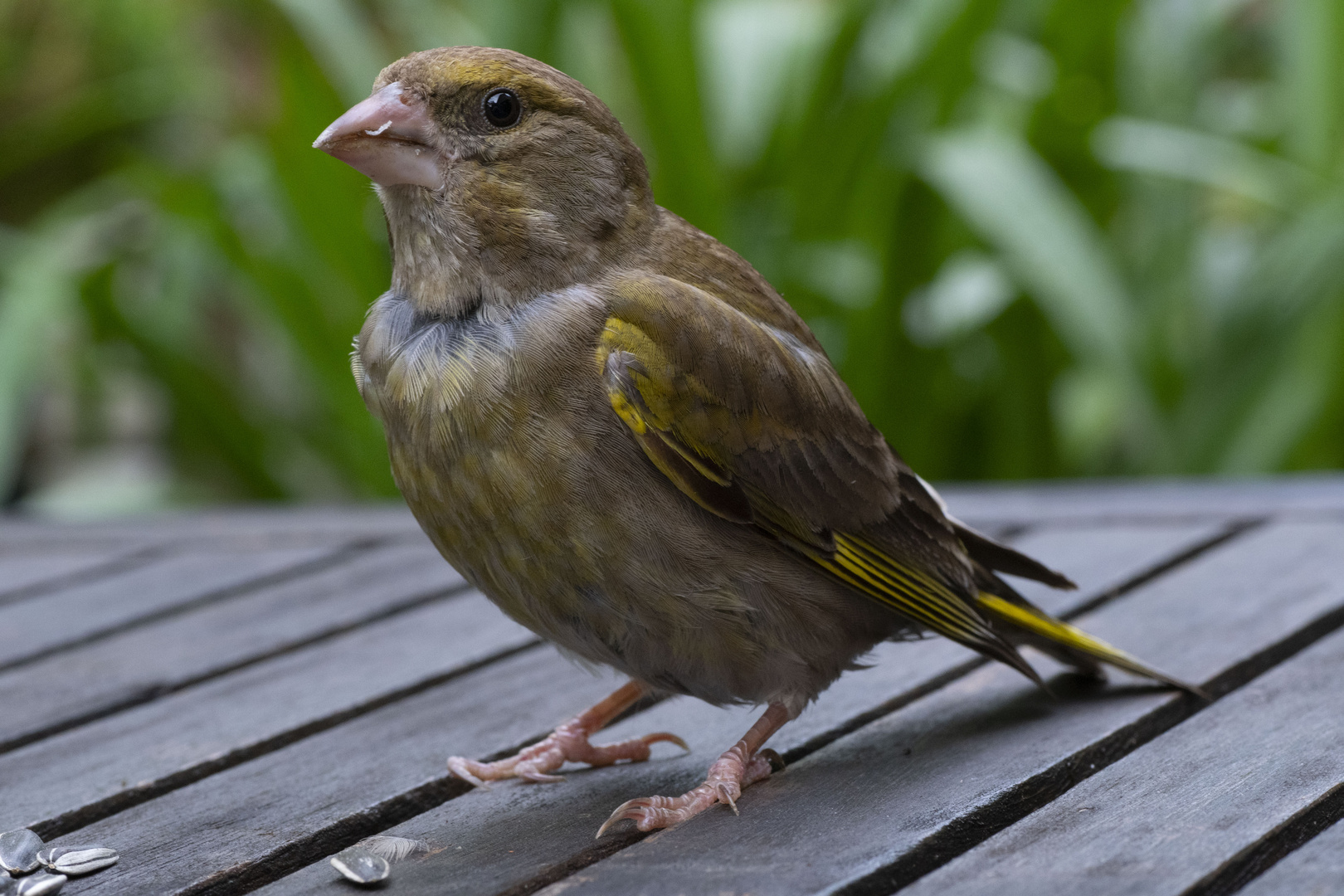 Flugschüler