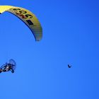 Flugschule für Graugänse - Im Namen der Natur