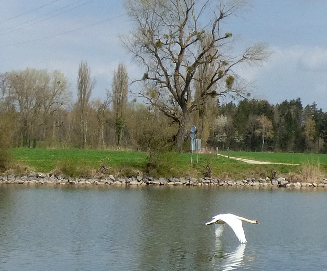 Flugschwan