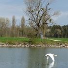 Flugschwan