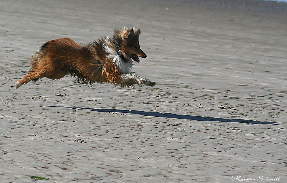 Flugsheltie