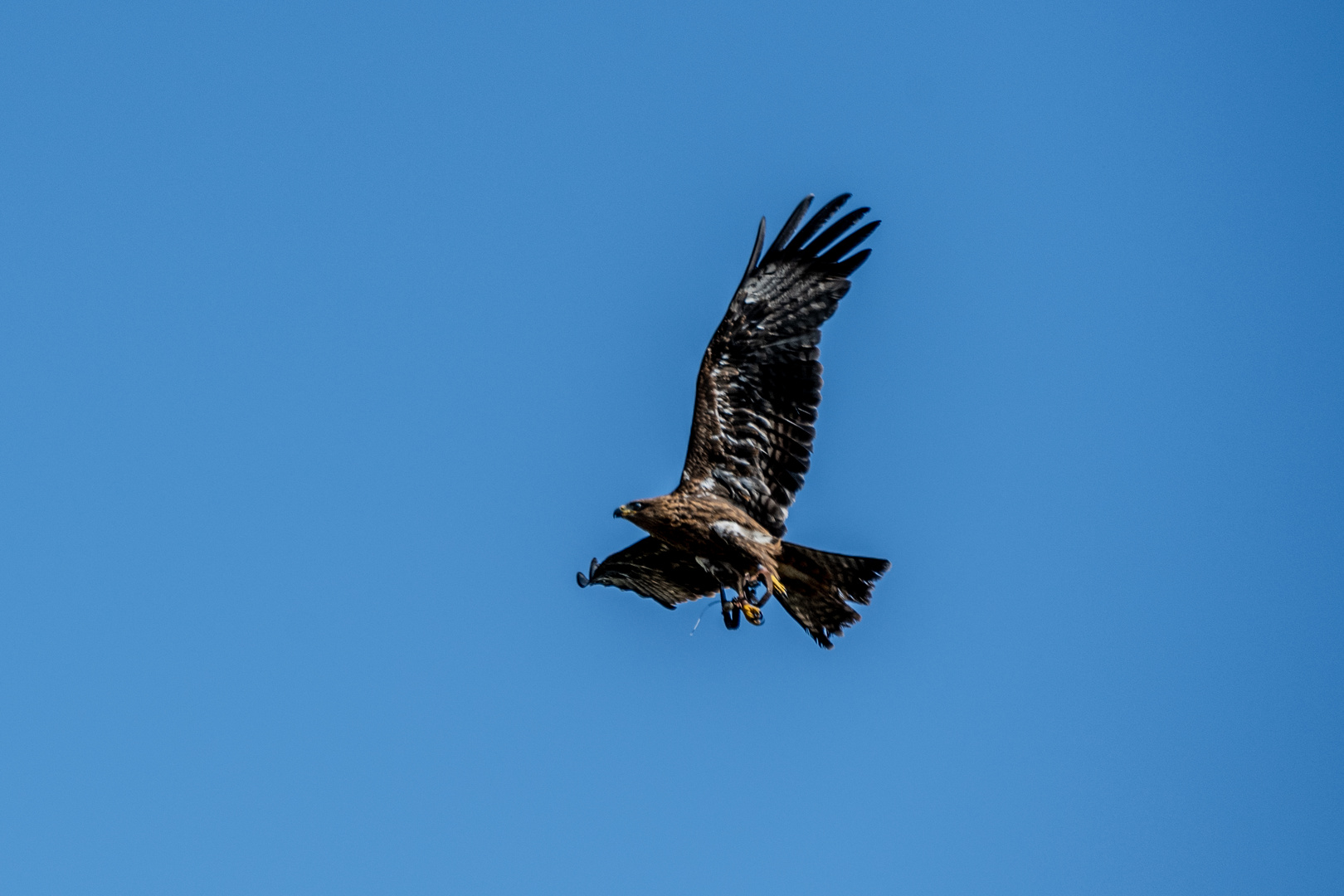 Flugshow - 20200923-DSC_6537