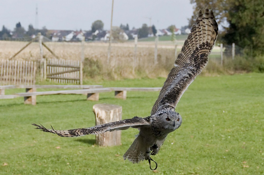 Flugshow