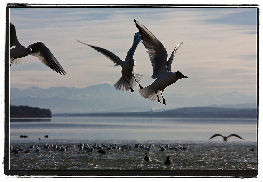 Flugshow am Ammersee