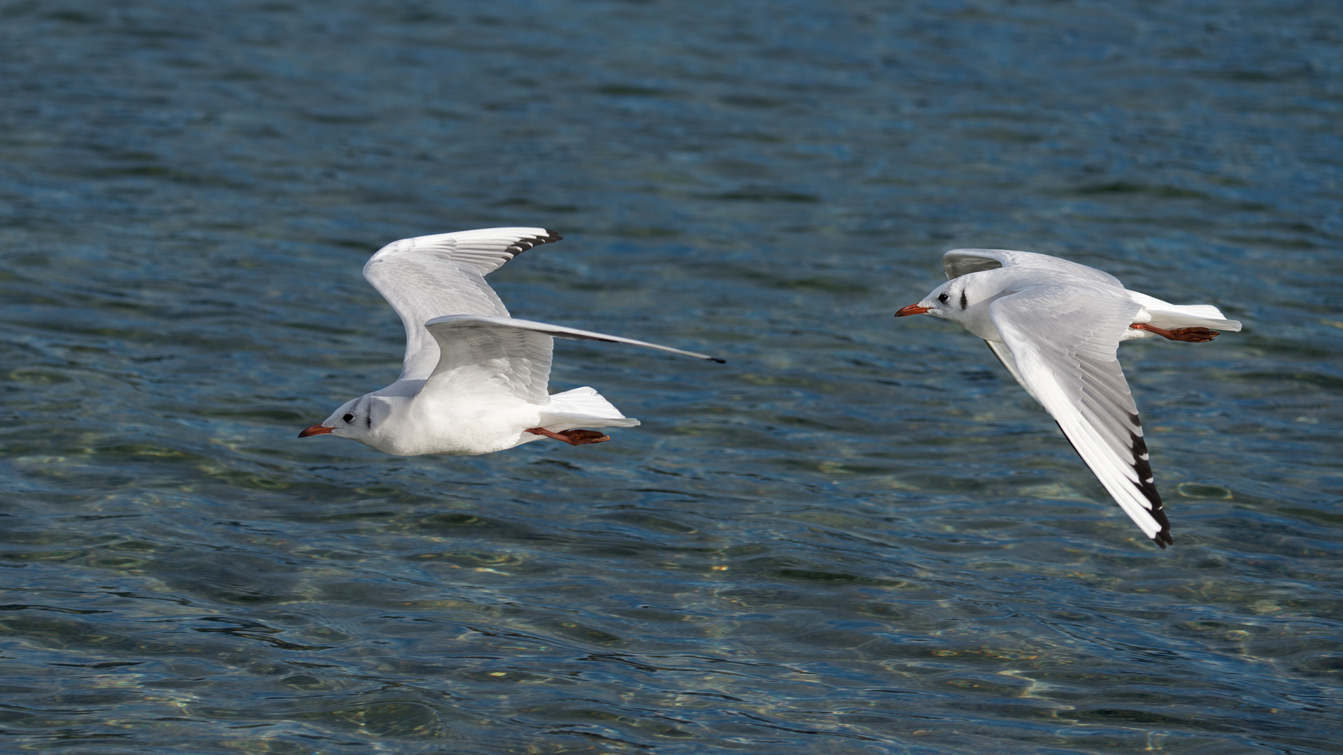 Flugshow am Vierwaldstättersee