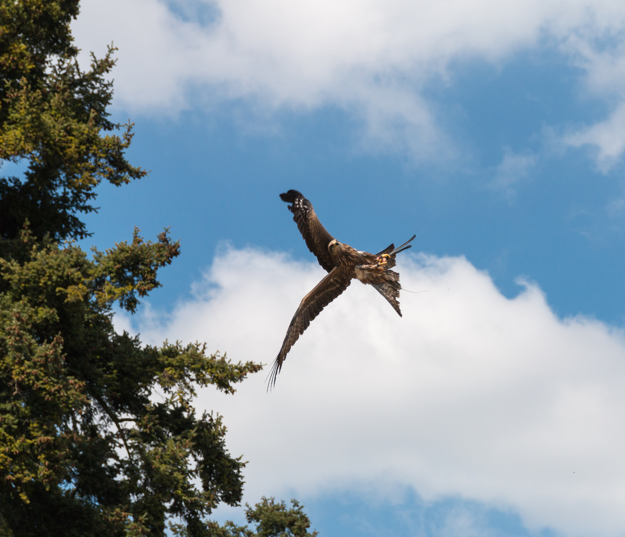 Flugshow der Extraklasse