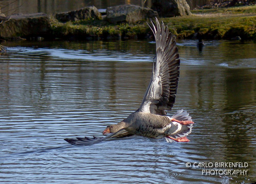 Flugshow der Gänse