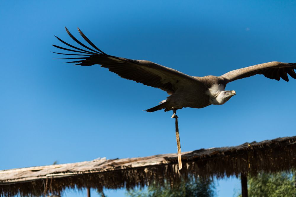 Flugshow der Greifvögel