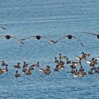 Flugshow der Ringelgänse