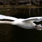 Flugshow der Schwäne